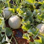 Πώς να καλλιεργήσετε πεπόνια στον κήπο (11)