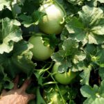 Πώς να καλλιεργήσετε πεπόνια στον κήπο (12)