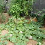 Πώς να καλλιεργήσετε πεπόνια στον κήπο (14)