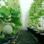 Πώς να καλλιεργήσετε πεπόνια στον κήπο (9)
