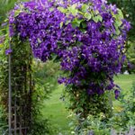 A portrait view of Royal Purple jackmanii in full bloom on an iron arbor