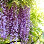 Wisteria12