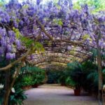 Wisteria16