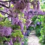 Wisteria21