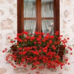 παράθυρα διακοσμημένα με λουλούδια (10)