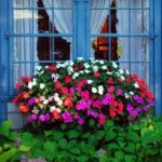 παράθυρα διακοσμημένα με λουλούδια (6)