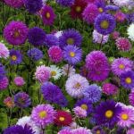 Πολύχρωμα λουλούδια στην αυλή (4)