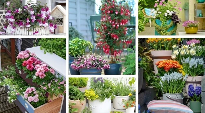 Υπέροχες ιδέες για καλοκαιρινές εμφανίσεις με πολύχρωμες γλάστρες, ζαρντινιέρες και φανταστικά λουλούδια
